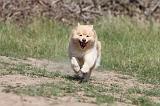 CHIEN FINNOIS DE LAPONIE 489